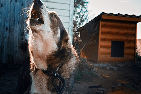 howling Czechoslovakian Wolf dog with metal chain thumbnail
