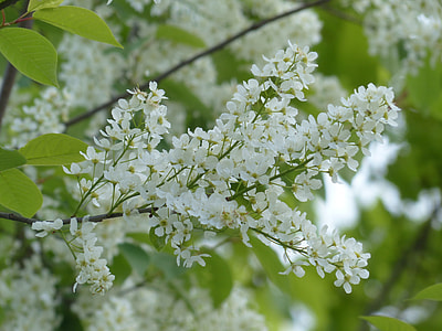 Common Bird Cherry, Flowers thumbnail