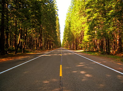 road, nature, forest, trees thumbnail