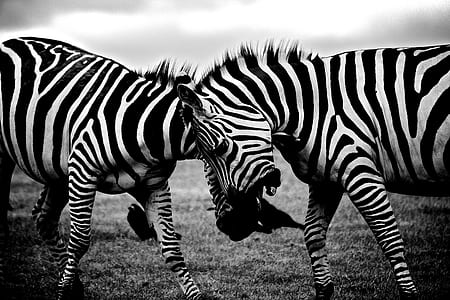 black-and-white, africa, animals, wilderness thumbnail