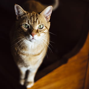 short-haired tan and white cat thumbnail