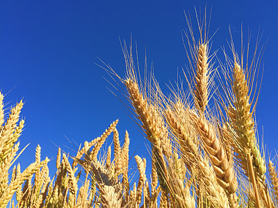 close-up photography of wheat field thumbnail