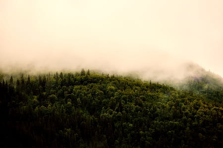 fog over forest thumbnail