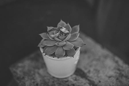 grayscale photography of succulent plant in pot thumbnail