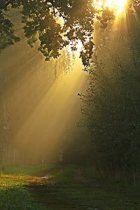 green leaf trees thumbnail