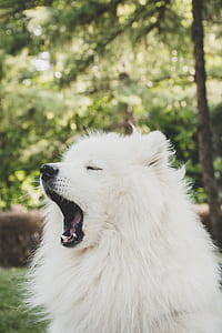 adult white Samoyed thumbnail