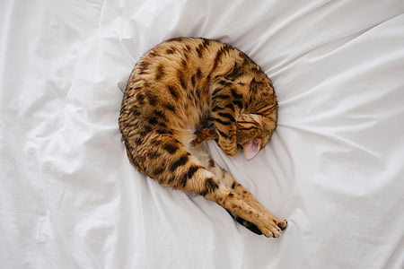 beige and black cat lying on white seet thumbnail