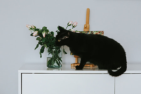 Black cat with flowers and a painting thumbnail