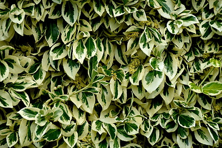 green leaf plant thumbnail