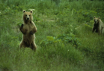 two brown bear on green fields thumbnail