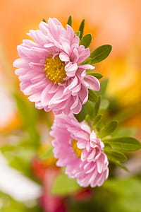 two pink-petaled flowers thumbnail