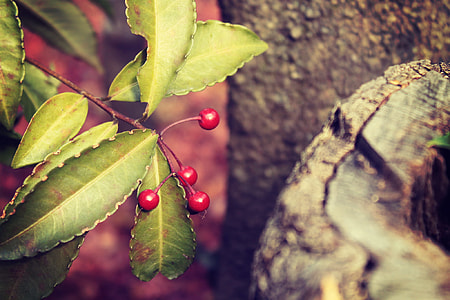 green leaf and red flower thumbnail