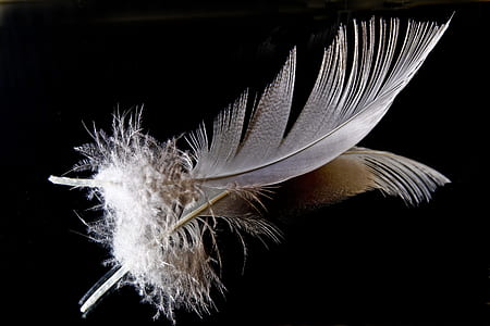 white and brown feathers thumbnail