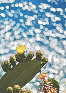 bokeh photography of cactus thumbnail