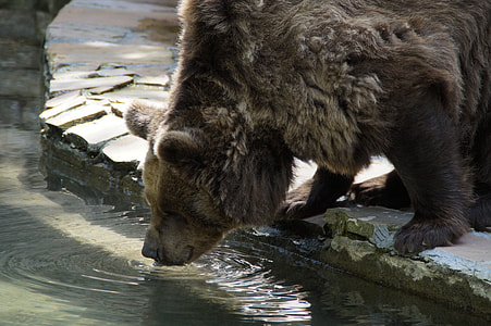 brown bear drinking water thumbnail