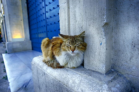 reclining cat on gray wall thumbnail