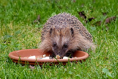 rodent on green grass thumbnail
