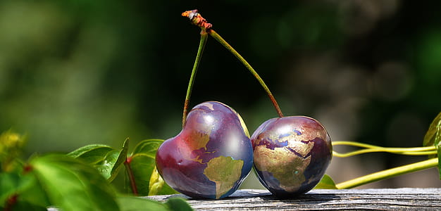 shallow focus photography of cherries thumbnail