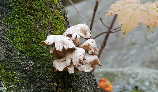 Fungi growing on bark of tree in the forest. thumbnail