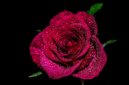 red rose closeup photography thumbnail