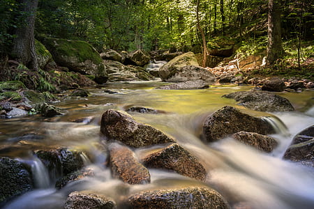 river stream near trees thumbnail