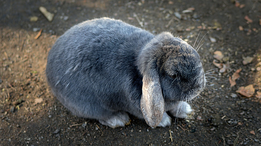 gray rabbit thumbnail