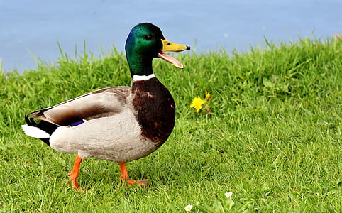 mallard duck on green grass field thumbnail