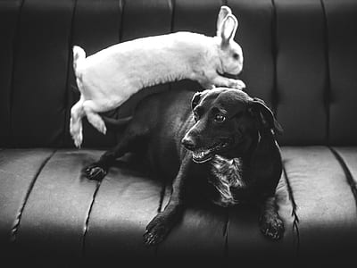 medium short-coated dog with rabbit on sofa thumbnail