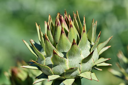 green plant thumbnail