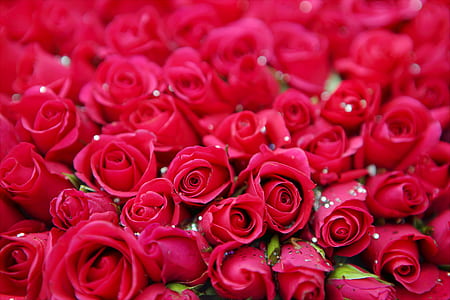Red Roses thumbnail