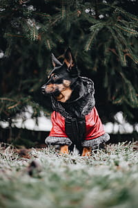Small dog with warm jacket thumbnail