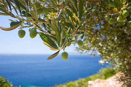 green leaf fruit-bearing plant overlooking calm body of water at daytine thumbnail