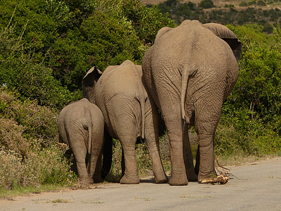 family of three elephants thumbnail
