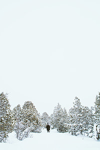 man skiing in middle of pine trees thumbnail