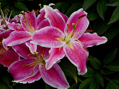 close up photo of pink-and-white petaled flowers thumbnail