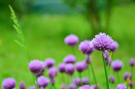 purple flowers thumbnail