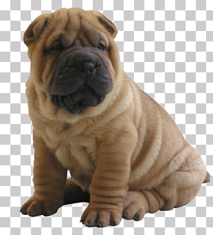 Shar Pei Siberian Husky Alaskan Malamute Puppy Pet Sitting