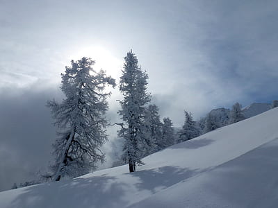 tree covered by snow thumbnail