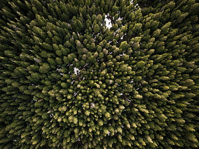 aerial photography of green trees thumbnail