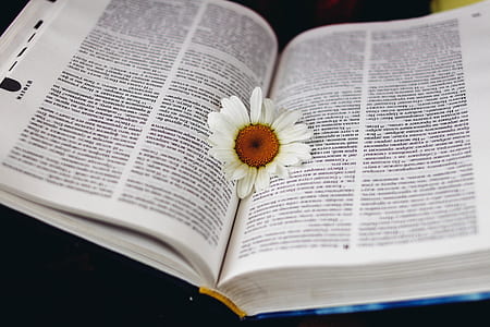 white Daisy flower in middle of open book page thumbnail
