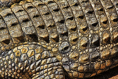brown crocodile thumbnail
