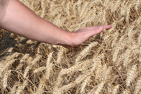 person touch wheat thumbnail