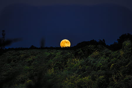 green leafed trees under sky at night thumbnail