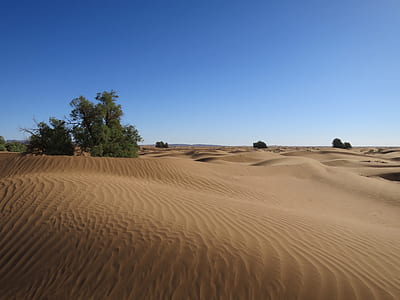 desert beside tree thumbnail