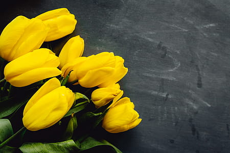 Colorful flowers on grey background with copy space thumbnail