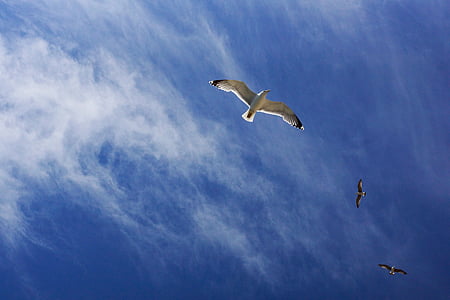 three white birds flying thumbnail