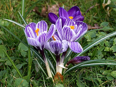 close-up photo of white and purple petaled flowers beside green grass thumbnail