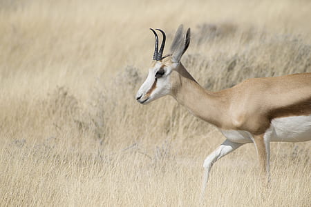 white and brown doe on brown grasses thumbnail