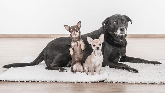 adult black Labrador retriever, miniature pinscher, and Chihuahua on focus photo thumbnail