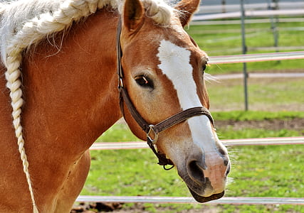 brown and white horse thumbnail